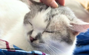 Tiếng kêu “gru gru” của mèo có thể giúp sen được “chữa lành”