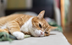 Lý do nào khiến mèo cưng gầy đi nhanh chóng?