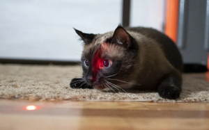 Vì sao mèo cưng lại thích đuổi theo tia laser?