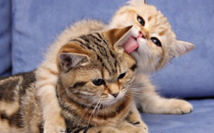 Làm thế nào để nhận biết giới tính mèo cưng qua khuôn mặt?