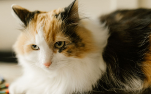 Vì sao phần lớn mèo tam thể lại là mèo cái?