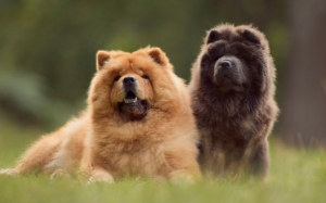 Bệnh thiểu sản tiểu não ở cún cưng và cách chăm sóc 