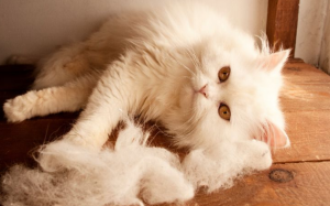 8 nguyên nhân gây rụng lông ở mèo cưng