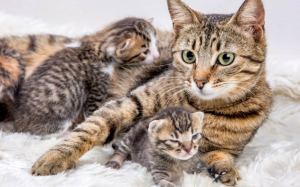 Cách chăm sóc mèo mẹ và mèo con sau sinh 