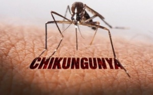 Dịch Chikungunya tăng mạnh ở nhiều nước, Việt Nam nguy cơ cao bị xâm nhập