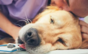 An tử cho thú cưng: Một quyết định khó…