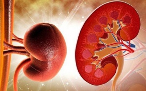 Người suy thận độ 2 sống được bao lâu?