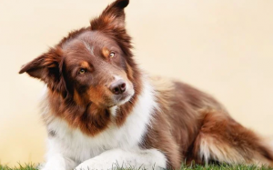 Cún cưng có thể mắc bệnh tiền đình không?