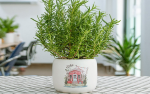 Cây hương thảo có an toàn với mèo cưng không?