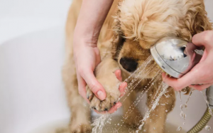 Cách dưỡng ẩm cho cún cưng