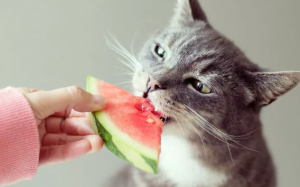 Mèo cưng có thể ăn dưa hấu không?