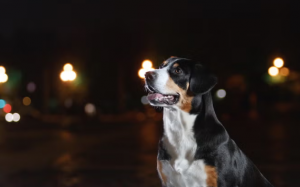 Cún cưng có thể nhìn thấy hồn ma không?