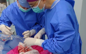 Trung Quốc thử nghiệm cấy ghép phổi lợn cho người