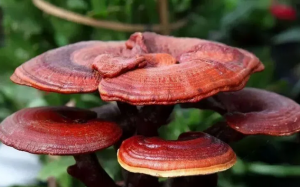 Ăn nấm có thể giúp ngăn ngừa nguy cơ mắc trầm cảm?