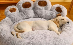 Khi nào cần thay ổ cho cún cưng?