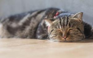 Những loại thực phẩm thông dụng gây ngộ độc cho mèo