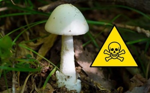 9 loài nấm độc 'khét tiếng' nhất hành tinh