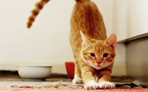 Khi mèo cưng đến tuổi 'hẹn hò' – 'Sen' phải làm sao?