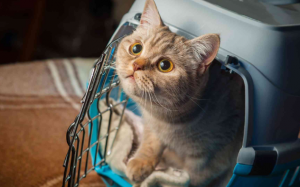 Mèo cưng có thể bị say xe không?