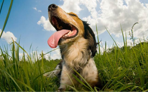 Cún cưng bị cháy nắng, “sen” phải làm sao?