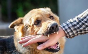 Căn bệnh chưa có thuốc chữa, tỷ lệ tử vong gần như tuyệt đối