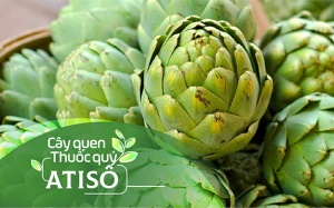 Cây quen, thuốc quý: Atiso!