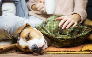 Cún cưng ho nhiều, coi chừng hẹp khí quản!