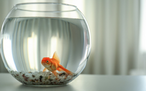 Chăm sóc cá vàng trong bể không có máy bơm khí