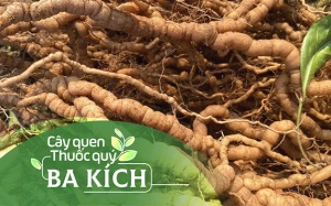 Cây quen, thuốc quý: Ba kích!