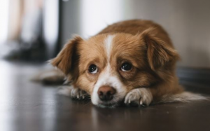 Vì sao cún cưng lại khóc?