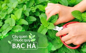 Cây quen, thuốc quý: Bạc hà!