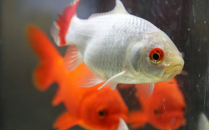 Vì sao cá vàng lại đổi màu?