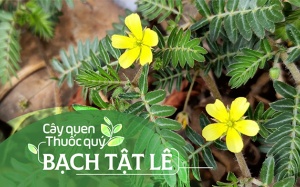 Cây quen, thuốc quý: Bạch tật lê!