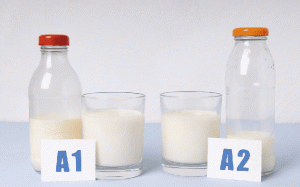 Vì sao sữa bò A2 thân thiện với đường ruột?