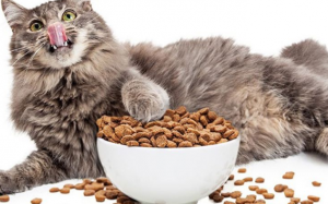 Các thành phần cần tránh trong thức ăn dành cho mèo