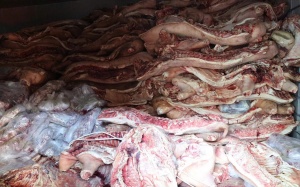 Bắt chủ lò mổ gom 38 tấn thịt nhiễm dịch tả lợn Châu Phi chờ tiêu thụ