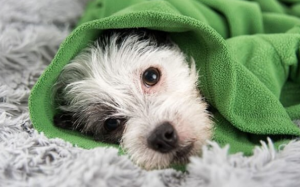 Cún cưng bị hạ thân nhiệt, “sen” phải làm sao?