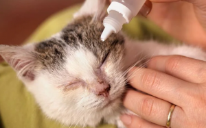 Nhiễm trùng mắt ở mèo: Nhận biết, điều trị và phòng ngừa