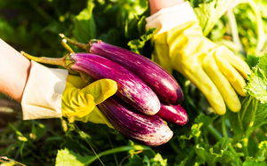 Cà tím tốt cho sức khỏe, nhưng cần lưu ý gì?