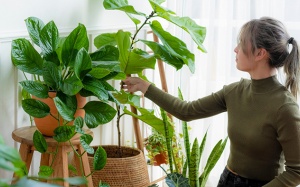 Trồng 7 cây này trong nhà để ngăn nấm mốc độc hại