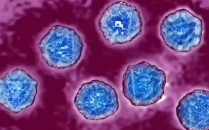 Đức: Phát hiện virus bại liệt hoang dã tái xuất sau hơn 30 năm 