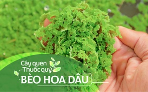 Cây quen, thuốc quý: Bèo hoa dâu