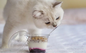 Sữa chua: Món “khoái khẩu” nhưng không dành cho mèo cưng
