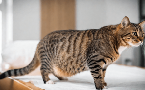 Những dấu hiệu ốm nghén ở mèo cưng