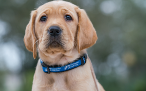 Liệu cún cưng có thể mắc đột quỵ?