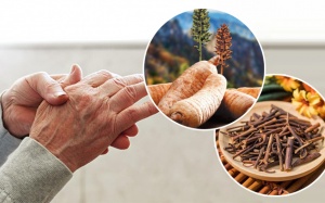 Vai trò của câu đằng và thiên ma trong hỗ trợ giảm run