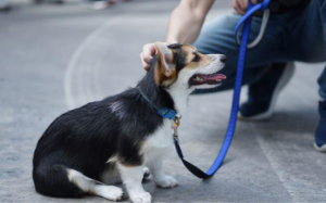 Nên cho cún cưng ăn trước hay đi dạo trước?