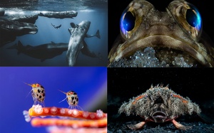 Ngắm ảnh 'đại dương sâu thẳm' đẹp nhất năm 2025