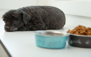 Cún cưng có thể mắc dị ứng thực phẩm không?