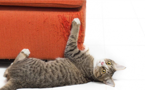 Giúp “sen” ngăn chặn các hành vi xấu của mèo cưng